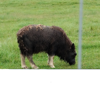 Musk Ox Farm (Palmer, Alaska)