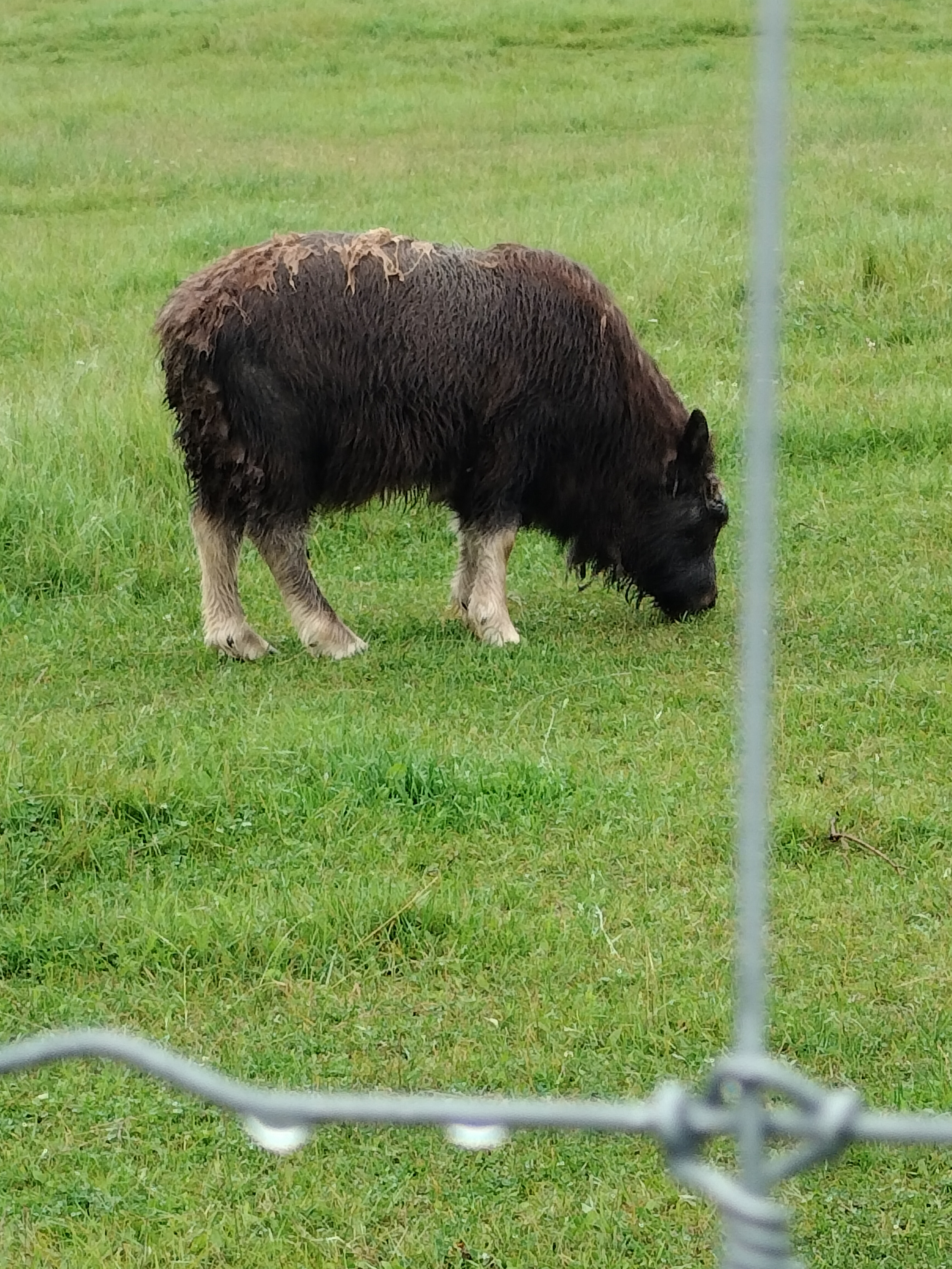 Bumblebee from Musk Ox Farm (Palmer, AK)